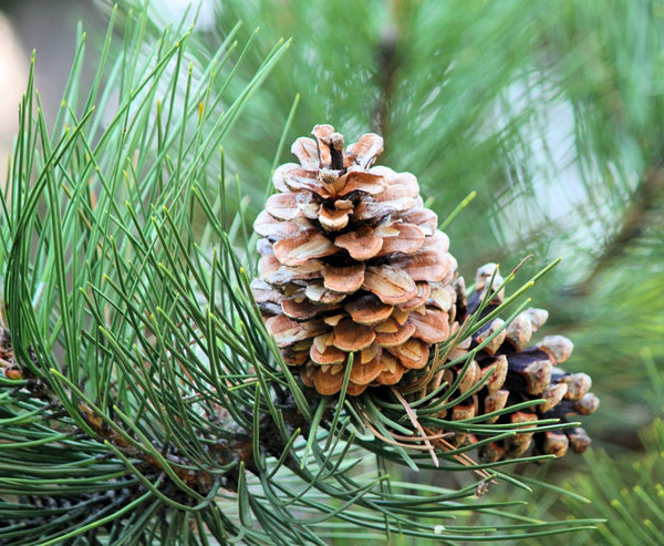 Pinecones on a pine tree